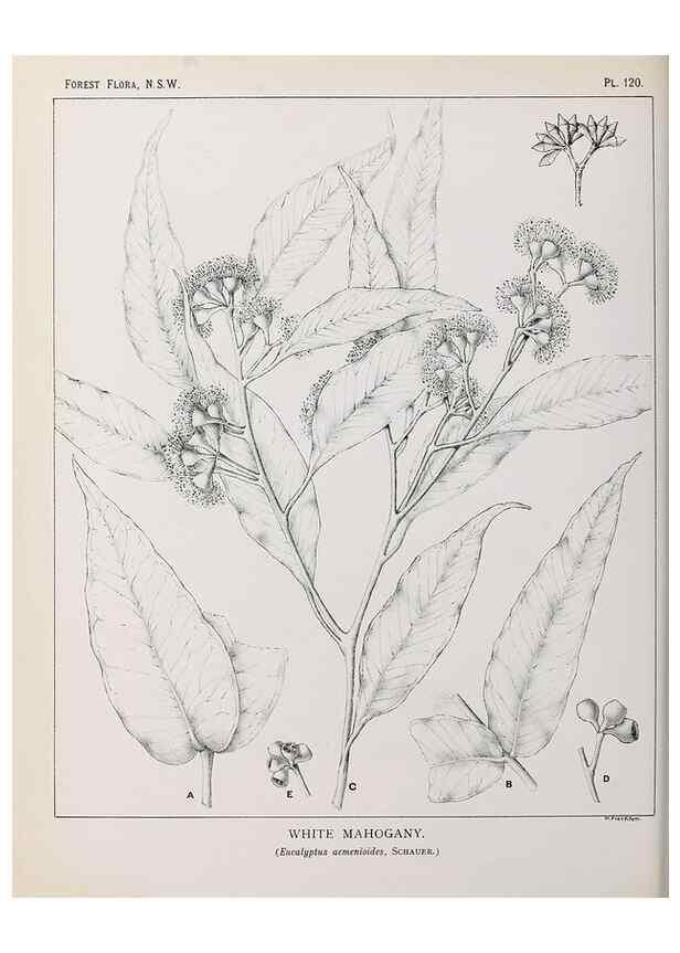 Reproducción/Reproduction 46016502935: The forest flora of New South Wales /. Sydney :W. A. Gullick,1902-1925.. 