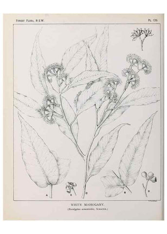 Reproducción/Reproduction 46016502935: The forest flora of New South Wales /. Sydney :W. A. Gullick,1902-1925.. 