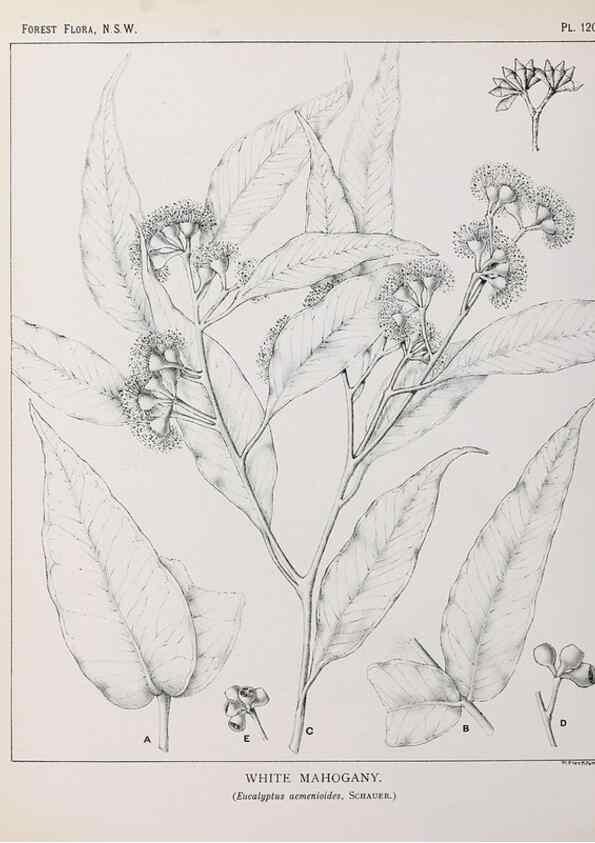 Reproducción/Reproduction 46016502935: The forest flora of New South Wales /. Sydney :W. A. Gullick,1902-1925.. 