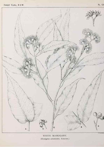 Reproducción/Reproduction 46016502935: The forest flora of New South Wales /. Sydney :W. A. Gullick,1902-1925.. 