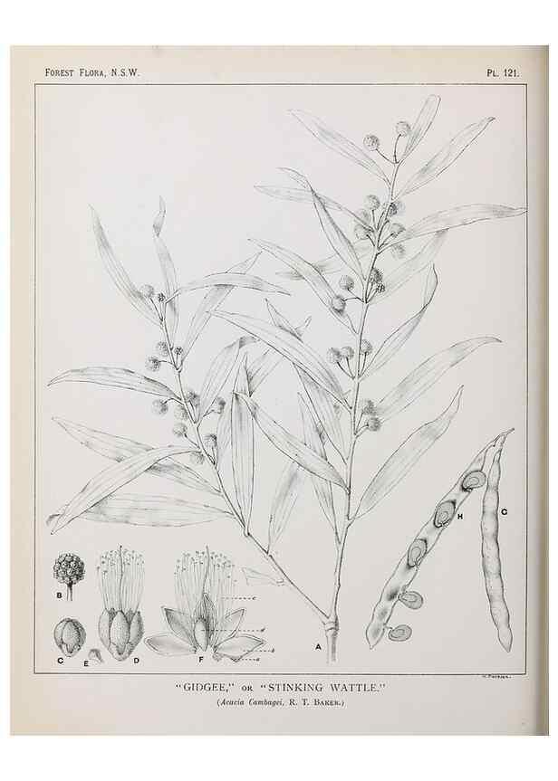 Reproducción/Reproduction 39966004963: The forest flora of New South Wales /. Sydney :W. A. Gullick,1902-1925.. 