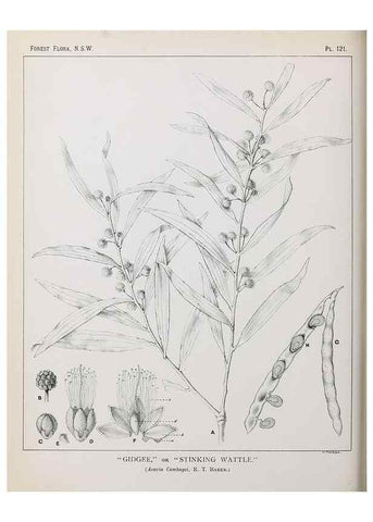 Reproducción/Reproduction 39966004963: The forest flora of New South Wales /. Sydney :W. A. Gullick,1902-1925.. 