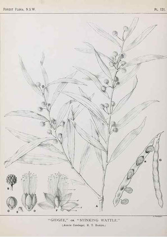 Reproducción/Reproduction 39966004963: The forest flora of New South Wales /. Sydney :W. A. Gullick,1902-1925.. 