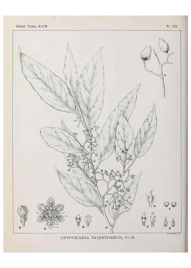 Reproducción/Reproduction 46016504335: The forest flora of New South Wales /. Sydney :W. A. Gullick,1902-1925.. 