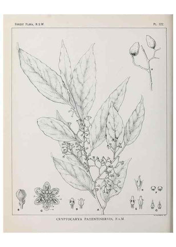 Reproducción/Reproduction 46016504335: The forest flora of New South Wales /. Sydney :W. A. Gullick,1902-1925.. 