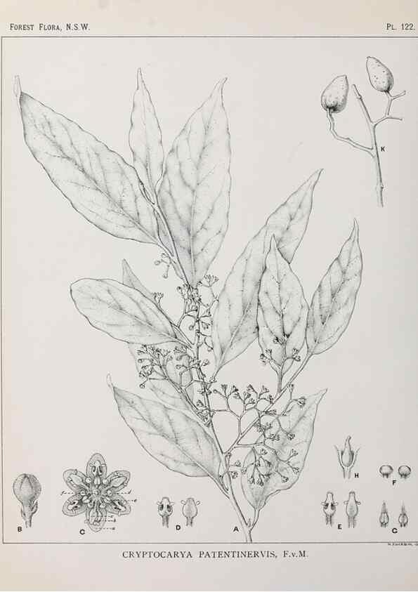 Reproducción/Reproduction 46016504335: The forest flora of New South Wales /. Sydney :W. A. Gullick,1902-1925.. 