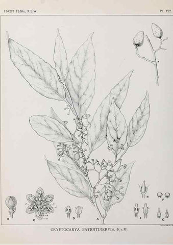 Reproducción/Reproduction 46016504335: The forest flora of New South Wales /. Sydney :W. A. Gullick,1902-1925.. 