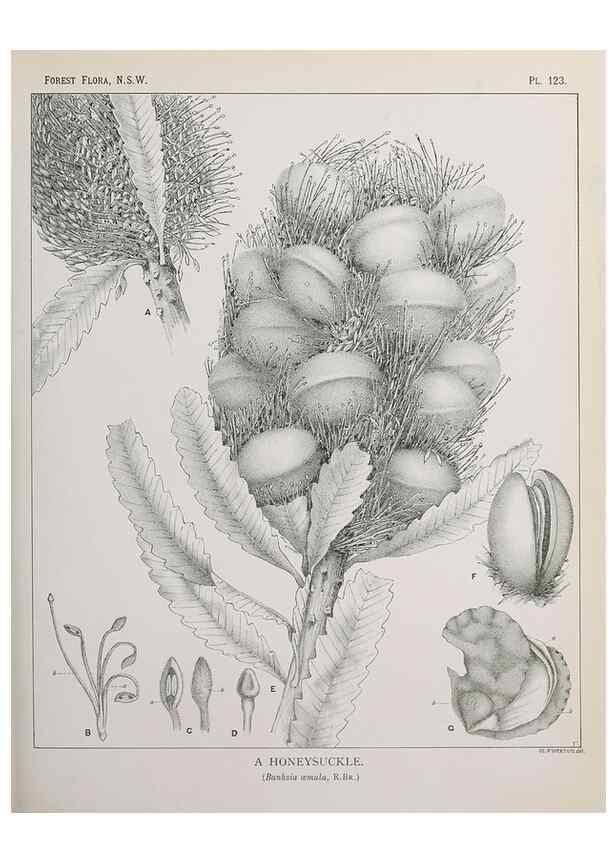 Reproducción/Reproduction 33055055868: The forest flora of New South Wales /. Sydney :W. A. Gullick,1902-1925.. 