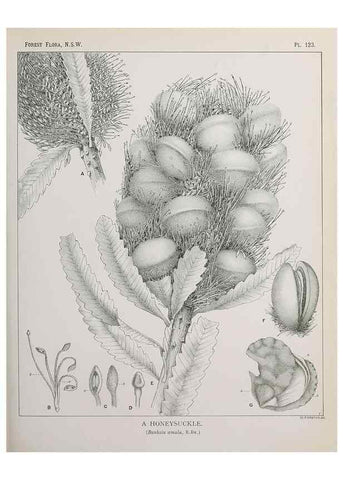 Reproducción/Reproduction 33055055868: The forest flora of New South Wales /. Sydney :W. A. Gullick,1902-1925.. 