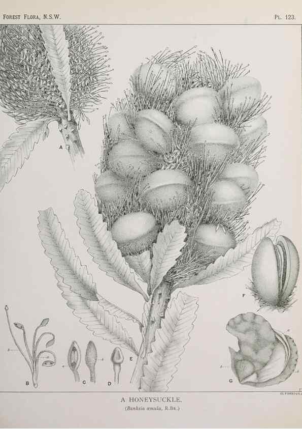 Reproducción/Reproduction 33055055868: The forest flora of New South Wales /. Sydney :W. A. Gullick,1902-1925.. 