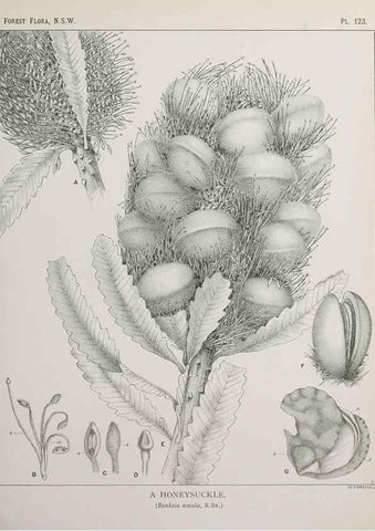 Reproducción/Reproduction 33055055868: The forest flora of New South Wales /. Sydney :W. A. Gullick,1902-1925.. 