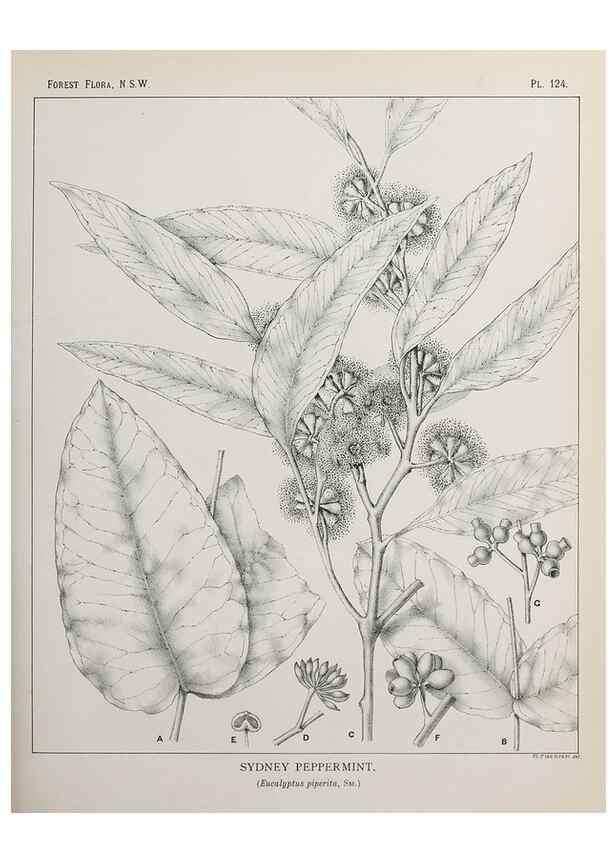 Reproducción/Reproduction 46930533941: The forest flora of New South Wales /. Sydney :W. A. Gullick,1902-1925.. 