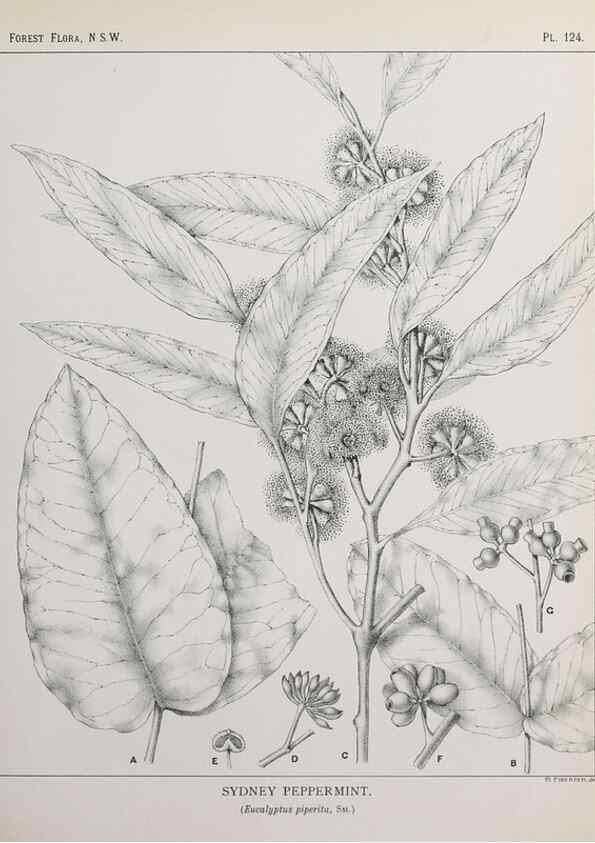 Reproducción/Reproduction 46930533941: The forest flora of New South Wales /. Sydney :W. A. Gullick,1902-1925.. 