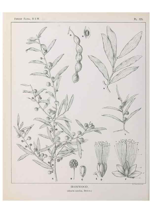 Reproducción/Reproduction 33055058228: The forest flora of New South Wales /. Sydney :W. A. Gullick,1902-1925.. 