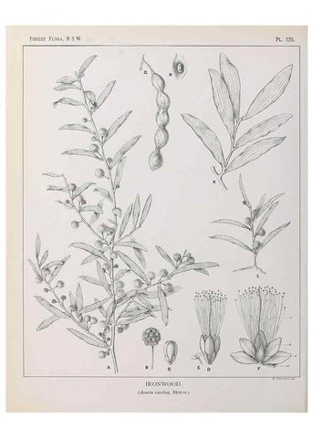 Reproducción/Reproduction 33055058228: The forest flora of New South Wales /. Sydney :W. A. Gullick,1902-1925.. 