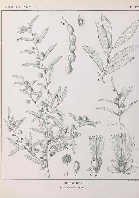 Reproducción/Reproduction 33055058228: The forest flora of New South Wales /. Sydney :W. A. Gullick,1902-1925.. 