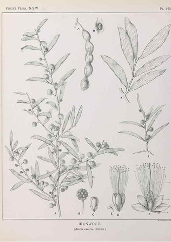 Reproducción/Reproduction 33055058228: The forest flora of New South Wales /. Sydney :W. A. Gullick,1902-1925.. 