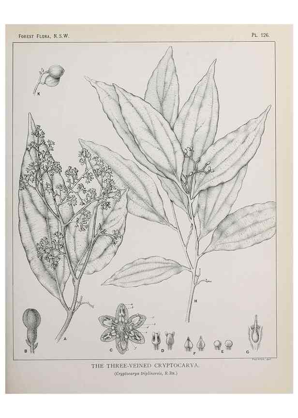 Reproducción/Reproduction 31989519367: The forest flora of New South Wales /. Sydney :W. A. Gullick,1902-1925.. 