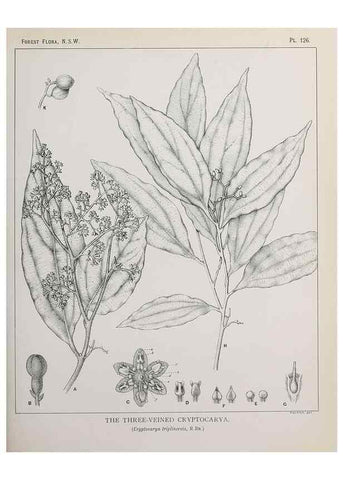 Reproducción/Reproduction 31989519367: The forest flora of New South Wales /. Sydney :W. A. Gullick,1902-1925.. 