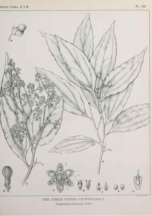 Reproducción/Reproduction 31989519367: The forest flora of New South Wales /. Sydney :W. A. Gullick,1902-1925.. 