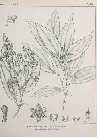 Reproducción/Reproduction 31989519367: The forest flora of New South Wales /. Sydney :W. A. Gullick,1902-1925.. 
