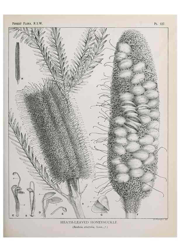 Reproducción/Reproduction 46205823914: The forest flora of New South Wales /. Sydney :W. A. Gullick,1902-1925.. 