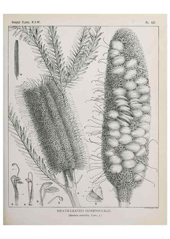Reproducción/Reproduction 46205823914: The forest flora of New South Wales /. Sydney :W. A. Gullick,1902-1925.. 