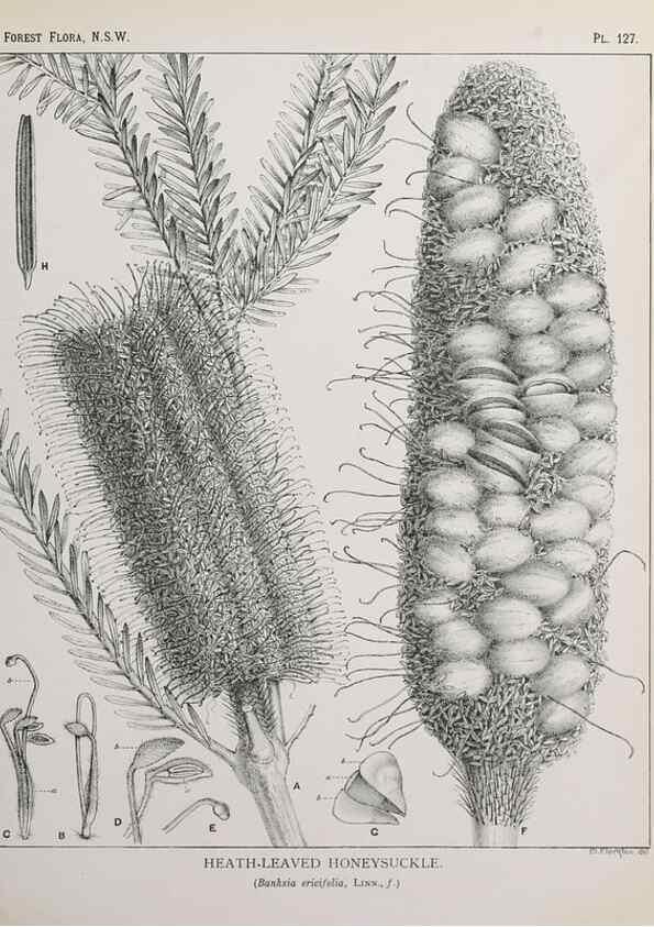 Reproducción/Reproduction 46205823914: The forest flora of New South Wales /. Sydney :W. A. Gullick,1902-1925.. 