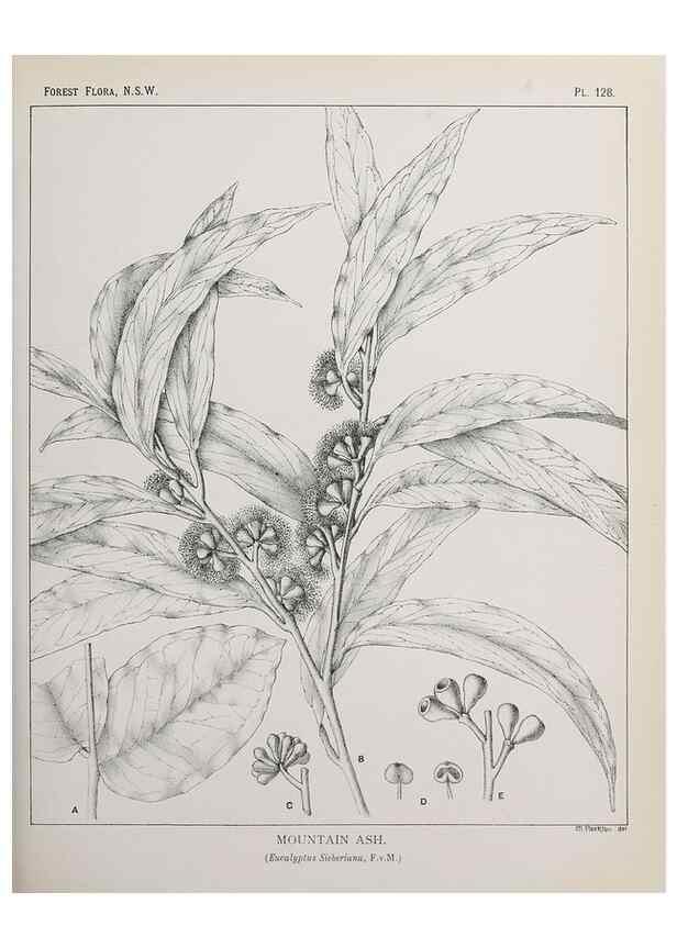 Reproducción/Reproduction 39966010073: The forest flora of New South Wales /. Sydney :W. A. Gullick,1902-1925.. 