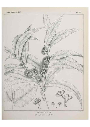 Reproducción/Reproduction 39966010073: The forest flora of New South Wales /. Sydney :W. A. Gullick,1902-1925.. 