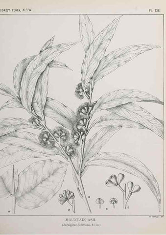 Reproducción/Reproduction 39966010073: The forest flora of New South Wales /. Sydney :W. A. Gullick,1902-1925.. 