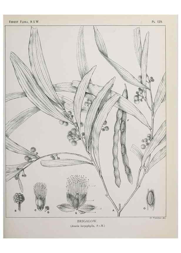 Reproducción/Reproduction 46016509175: The forest flora of New South Wales /. Sydney :W. A. Gullick,1902-1925.. 