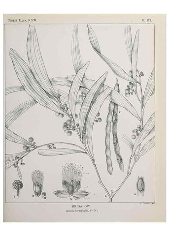 Reproducción/Reproduction 46016509175: The forest flora of New South Wales /. Sydney :W. A. Gullick,1902-1925.. 