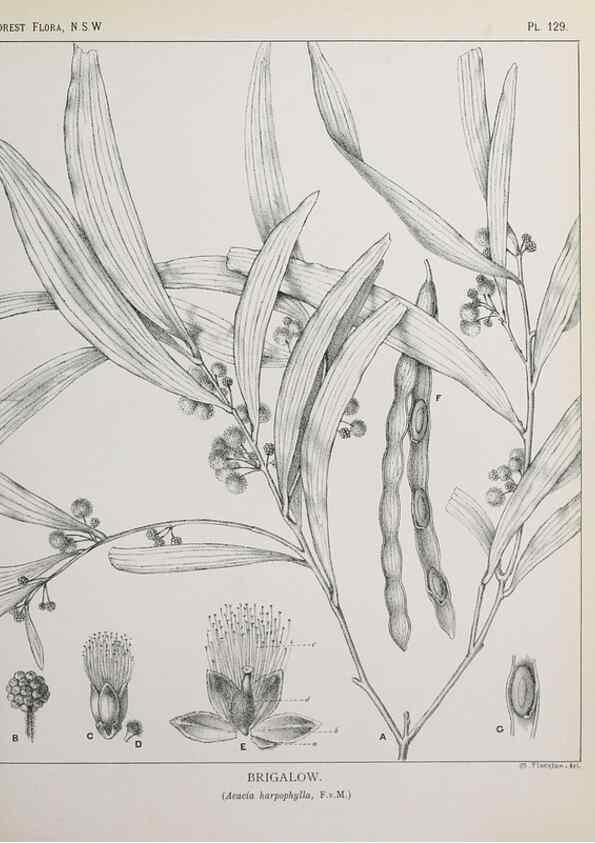 Reproducción/Reproduction 46016509175: The forest flora of New South Wales /. Sydney :W. A. Gullick,1902-1925.. 