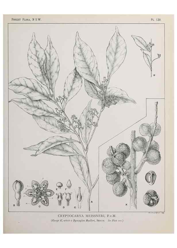 Reproducción/Reproduction 31989523087: The forest flora of New South Wales /. Sydney :W. A. Gullick,1902-1925.. 