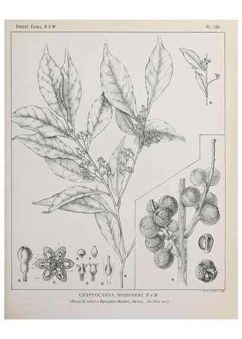 Reproducción/Reproduction 31989523087: The forest flora of New South Wales /. Sydney :W. A. Gullick,1902-1925.. 