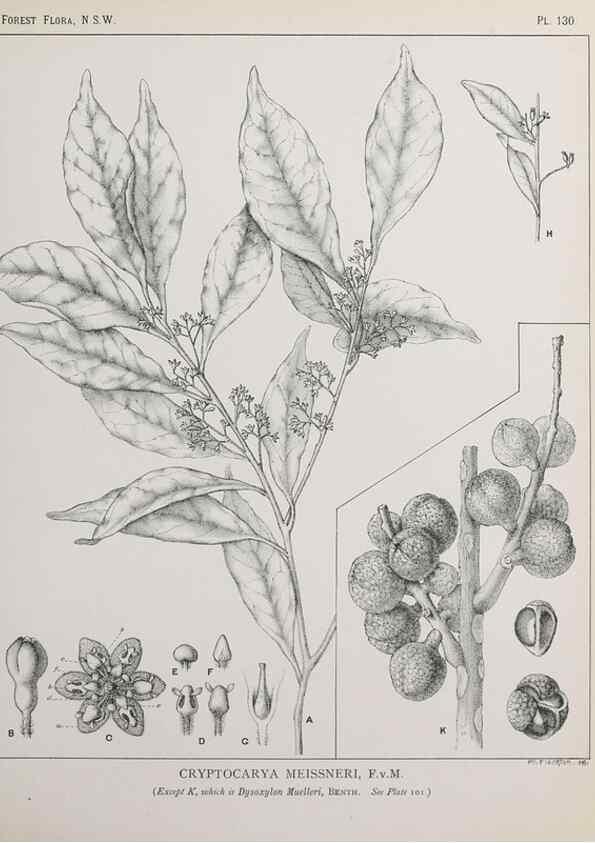 Reproducción/Reproduction 31989523087: The forest flora of New South Wales /. Sydney :W. A. Gullick,1902-1925.. 