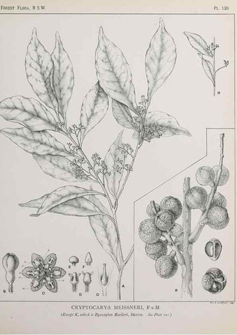 Reproducción/Reproduction 31989523087: The forest flora of New South Wales /. Sydney :W. A. Gullick,1902-1925.. 