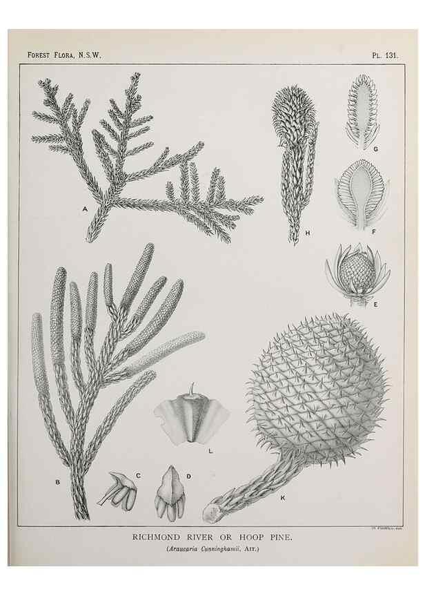 Reproducción/Reproduction 39966011733: The forest flora of New South Wales /. Sydney :W. A. Gullick,1902-1925.. 