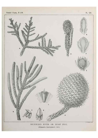 Reproducción/Reproduction 39966011733: The forest flora of New South Wales /. Sydney :W. A. Gullick,1902-1925.. 