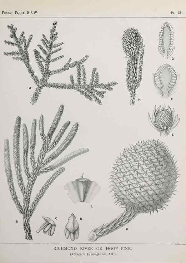 Reproducción/Reproduction 39966011733: The forest flora of New South Wales /. Sydney :W. A. Gullick,1902-1925.. 
