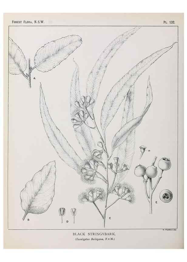 Reproducción/Reproduction 31989524647: The forest flora of New South Wales /. Sydney :W. A. Gullick,1902-1925.. 