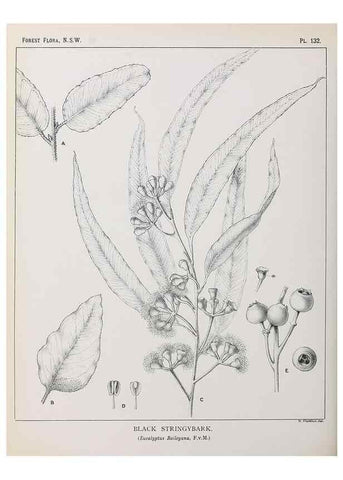 Reproducción/Reproduction 31989524647: The forest flora of New South Wales /. Sydney :W. A. Gullick,1902-1925.. 