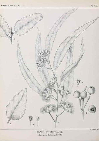 Reproducción/Reproduction 31989524647: The forest flora of New South Wales /. Sydney :W. A. Gullick,1902-1925.. 