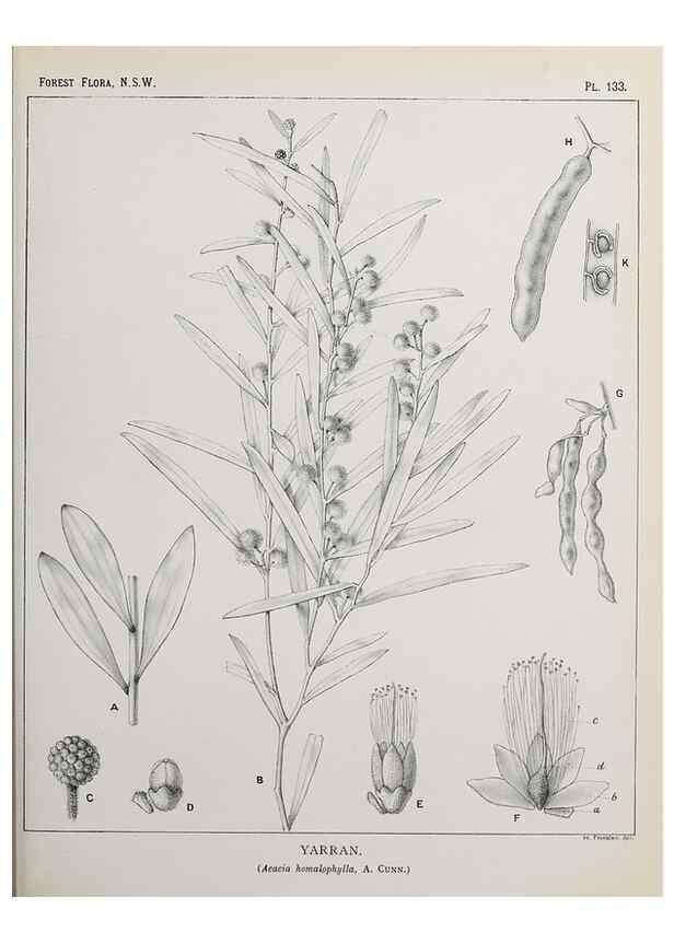 Reproducción/Reproduction 46878339322: The forest flora of New South Wales /. Sydney :W. A. Gullick,1902-1925.. 