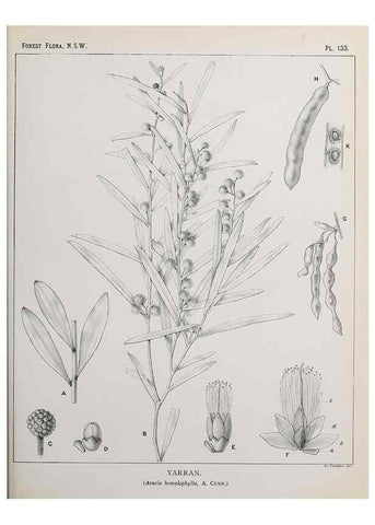 Reproducción/Reproduction 46878339322: The forest flora of New South Wales /. Sydney :W. A. Gullick,1902-1925.. 