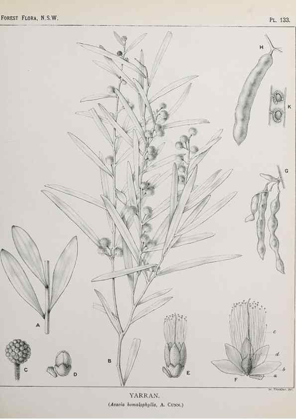 Reproducción/Reproduction 46878339322: The forest flora of New South Wales /. Sydney :W. A. Gullick,1902-1925.. 