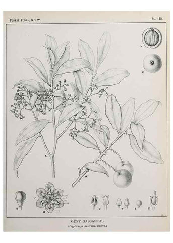 Reproducción/Reproduction 46205818384: The forest flora of New South Wales /. Sydney :W. A. Gullick,1902-1925.. 