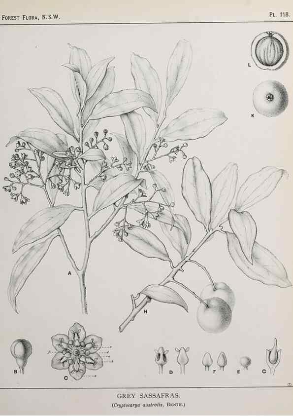 Reproducción/Reproduction 46205818384: The forest flora of New South Wales /. Sydney :W. A. Gullick,1902-1925.. 