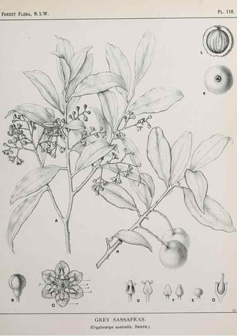 Reproducción/Reproduction 46205818384: The forest flora of New South Wales /. Sydney :W. A. Gullick,1902-1925.. 